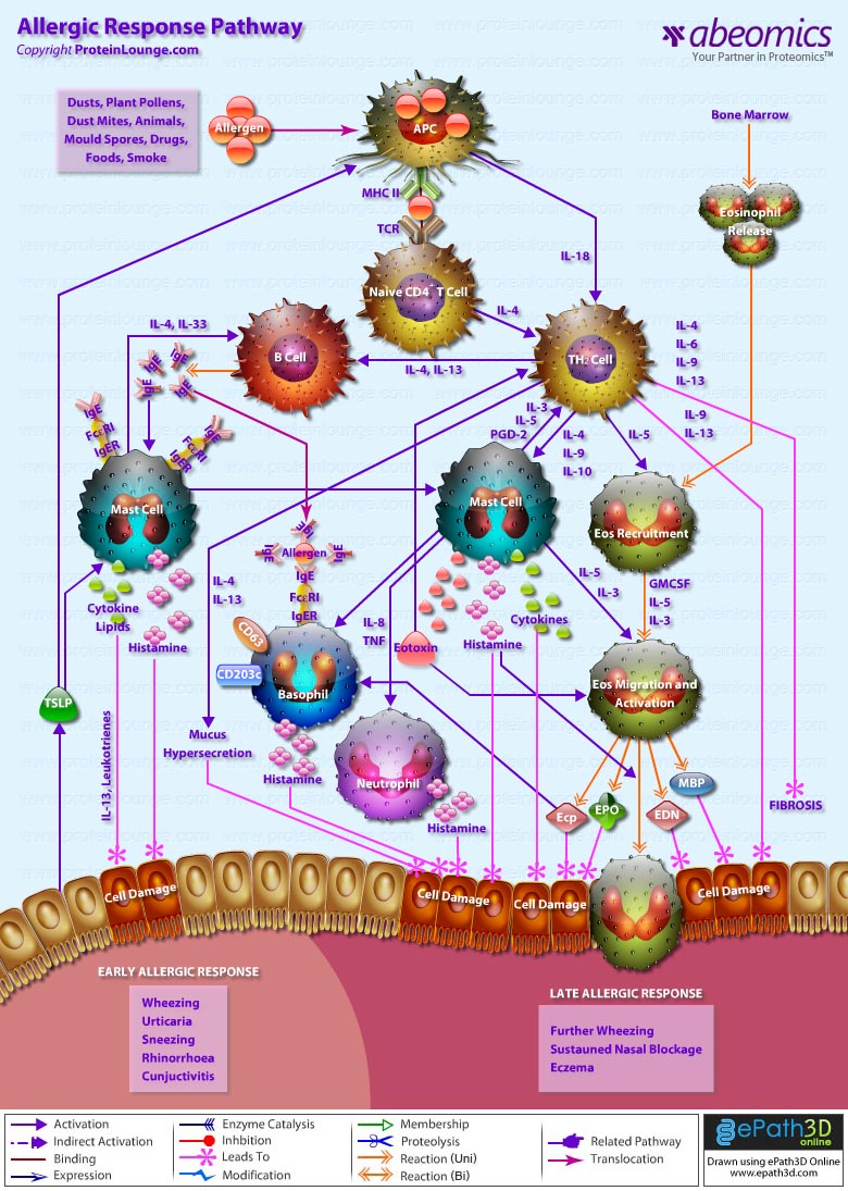 Allergic Response Pathway